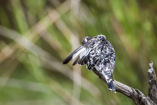 Gambero magico nel parco nazionale di Kruger, Sud Africa — Foto Stock