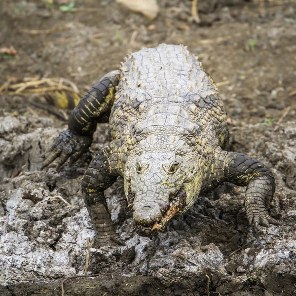 Crocodilo do Nilo no Parque Nacional Kruger, África do Sul — Fotografia de Stock