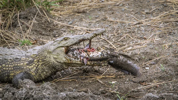 Crocodilo do Nilo no Parque Nacional Kruger, África do Sul — Fotografia de Stock