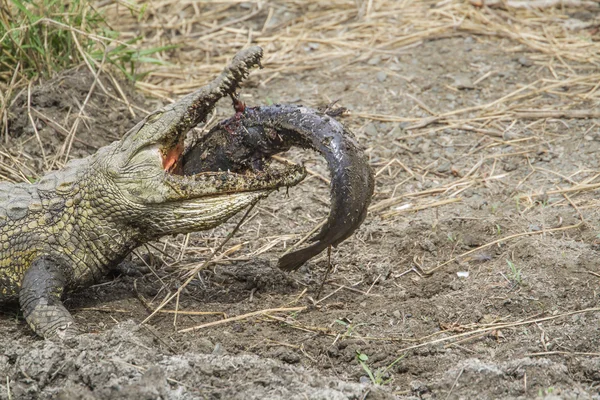 Nile crocodile in Kruger National park, South Africa — Stock Photo, Image