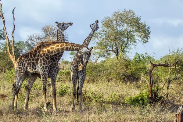 Žirafa v národním parku Kruger, Jihoafrická republika — Stock fotografie