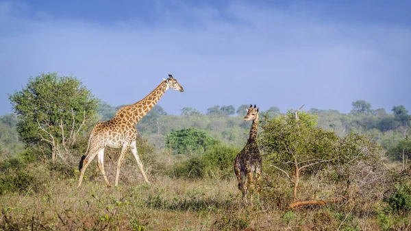 Žirafa v národním parku Kruger, Jihoafrická republika — Stock fotografie