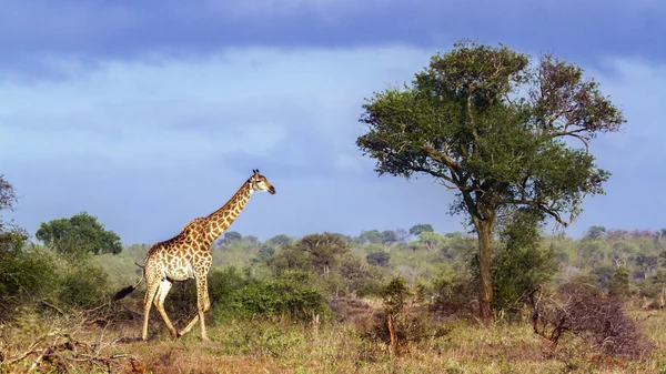 Žirafa v národním parku Kruger, Jihoafrická republika — Stock fotografie