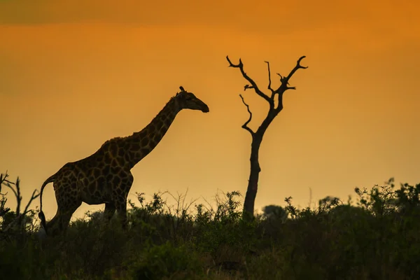 Žirafa v národním parku Kruger, Jihoafrická republika — Stock fotografie