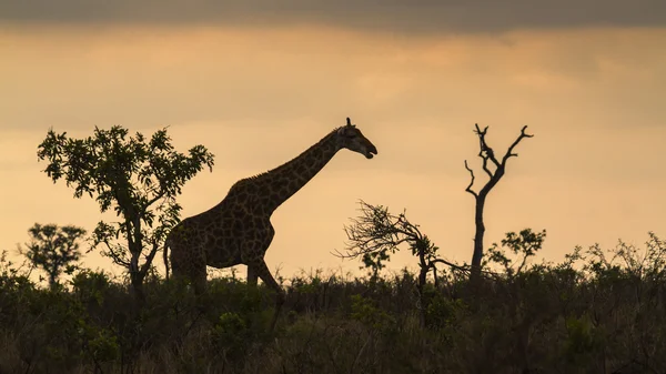 Giraffa nel Parco Nazionale di Kruger, Sud Africa — Foto Stock