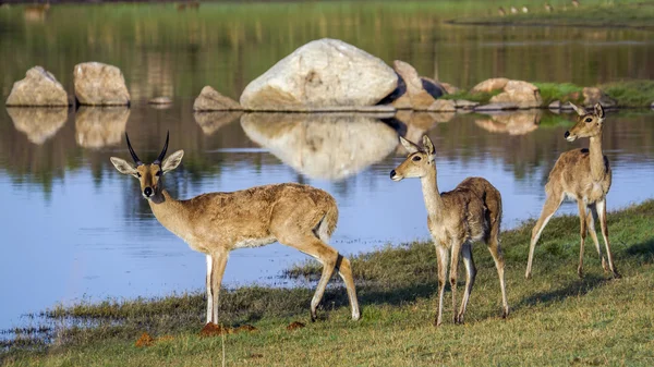 Bohor nádiantilop Kruger Nemzeti park, Dél-afrikai Köztársaság — Stock Fotó