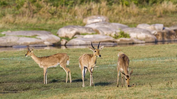 Bohor Reedbuck in Kruger National Park, South Africa — стоковое фото