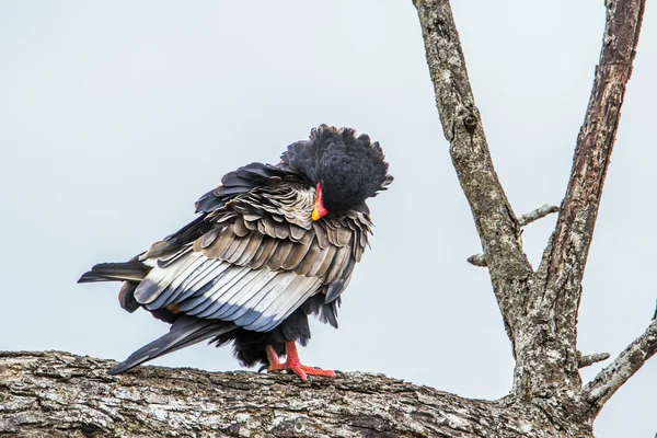 Goochelaar (vogel) in Kruger National park, Zuid-Afrika — Stockfoto