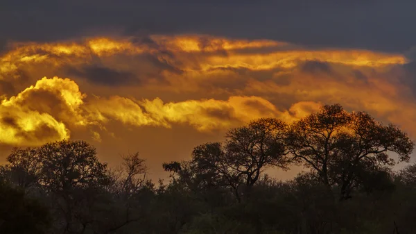 Pôr do sol no parque nacional de Kruger, África do Sul — Fotografia de Stock