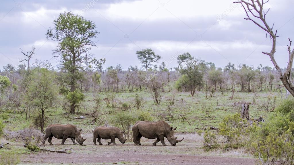 Southern white rhinoceros in Kruger National park, South Africa