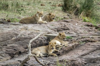 Aslan ın kruger national park, Güney Afrika