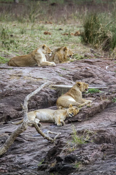 Aslan ın kruger national park, Güney Afrika — Stok fotoğraf