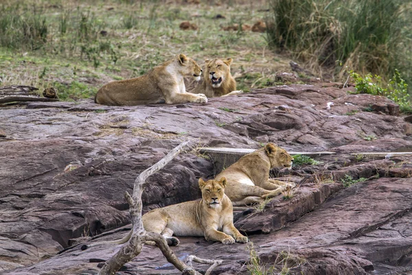 León en el Parque Nacional Kruger, Sudáfrica — Foto de Stock