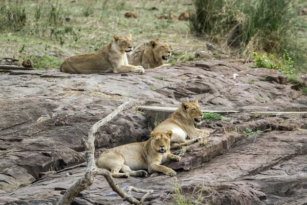 Leão em Kruger National Park, África do Sul — Fotografia de Stock