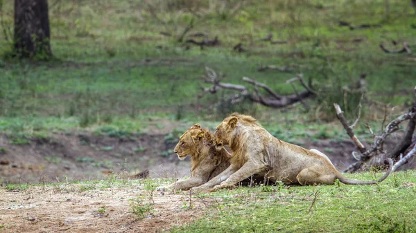 Lion dans le parc national Kruger, Afrique du Sud — Photo