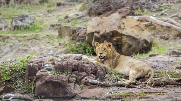 狮子在南非克鲁格国家公园 — 图库照片
