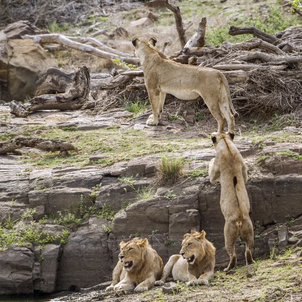 Leão em Kruger National Park, África do Sul — Fotografia de Stock