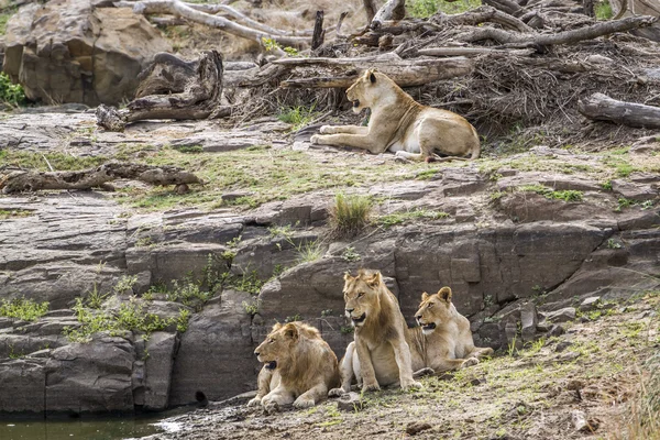 Aslan ın kruger national park, Güney Afrika — Stok fotoğraf