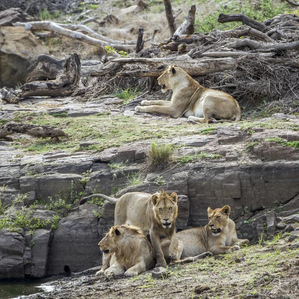 Aslan ın kruger national park, Güney Afrika — Stok fotoğraf