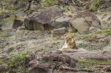 Dişi aslan Kruger National park, Güney Afrika