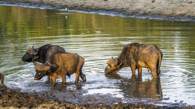 Afrika manda Kruger National park, Güney Afrika