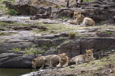 Aslan ın kruger national park, Güney Afrika