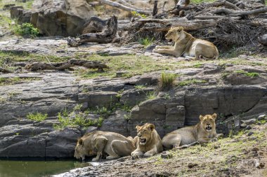 Lion in Kruger National park, South Africa clipart