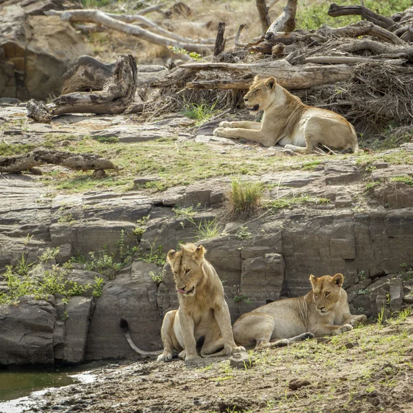Λιοντάρι στο Εθνικό Πάρκο Κρούγκερ, Νότια Αφρική — Φωτογραφία Αρχείου