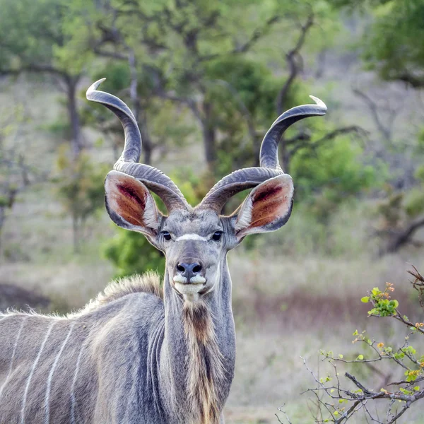 Куди більший в Національний парк Крюгера, Південно-Африканська Республіка — стокове фото