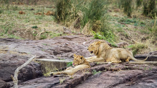 Im kruger nationalpark, südafrika — Stockfoto