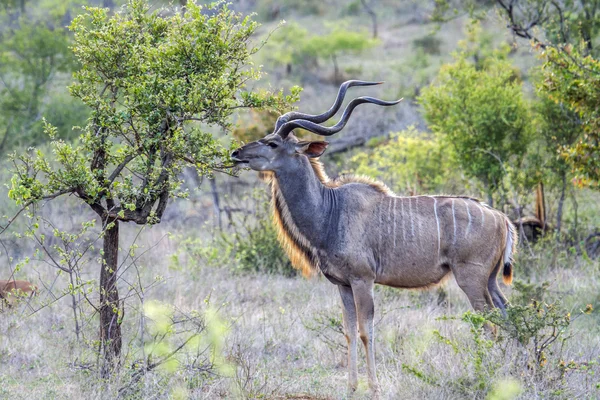 Большой куду в национальном парке Крюгер, ЮАР — стоковое фото