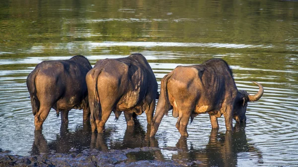 Kafferbivaly Kruger Nemzeti park, Dél-afrikai Köztársaság — Stock Fotó