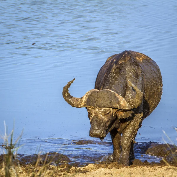 非洲水牛在南非克鲁格国家公园 — 图库照片