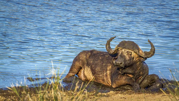 Búfalo africano no Parque Nacional Kruger, África do Sul — Fotografia de Stock