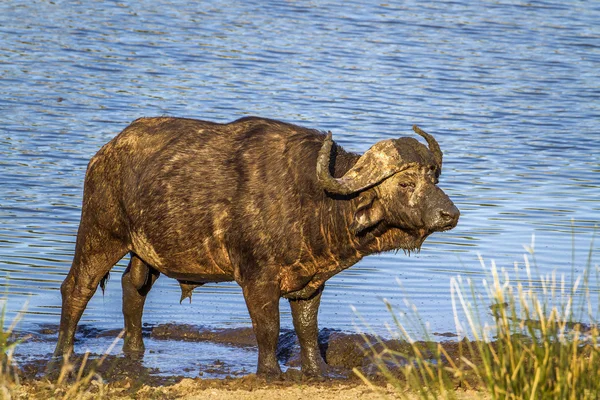 Búfalo africano no Parque Nacional Kruger, África do Sul — Fotografia de Stock