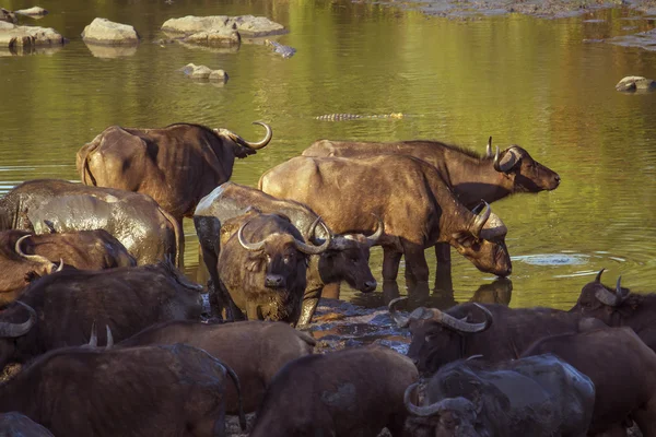 Kafferbivaly Kruger Nemzeti park, Dél-afrikai Köztársaság — Stock Fotó