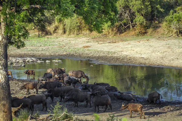 African buffalo in Kruger National park, South Africa — Stock Photo, Image