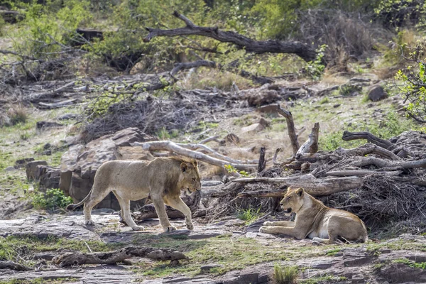 Leone nel Parco Nazionale di Kruger, Sud Africa — Foto Stock