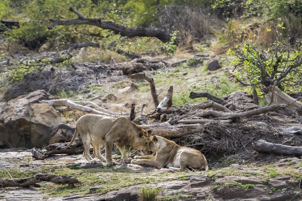 Lion in Kruger National park, South Africa — Stock Photo, Image