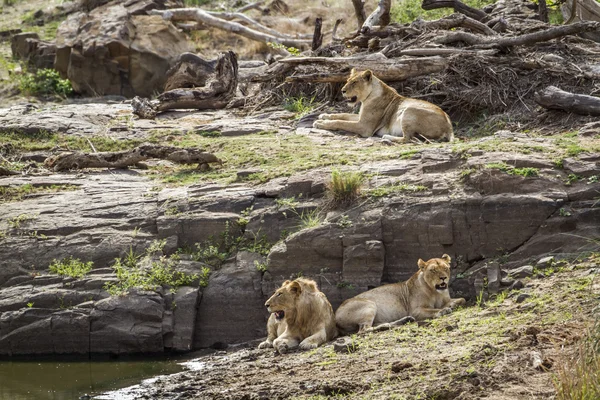 León en el Parque Nacional Kruger, Sudáfrica — Foto de Stock