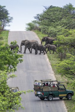 Afrika bush fil Kruger National park, Güney Afrika