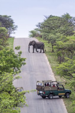 Afrika bush fil Kruger National park, Güney Afrika