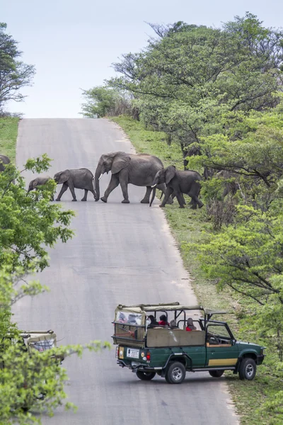 Afrikanischer Buschelefant im Kruger Nationalpark, Südafrika — Stockfoto