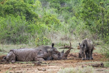 Güney beyaz gergedan Kruger National park, Güney Afrika