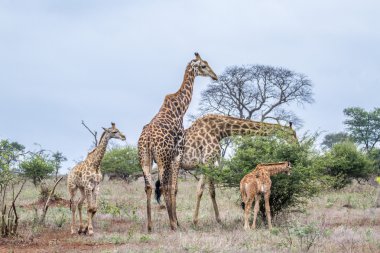 Kruger Ulusal Parkı 'nda zürafa, Güney Afrika