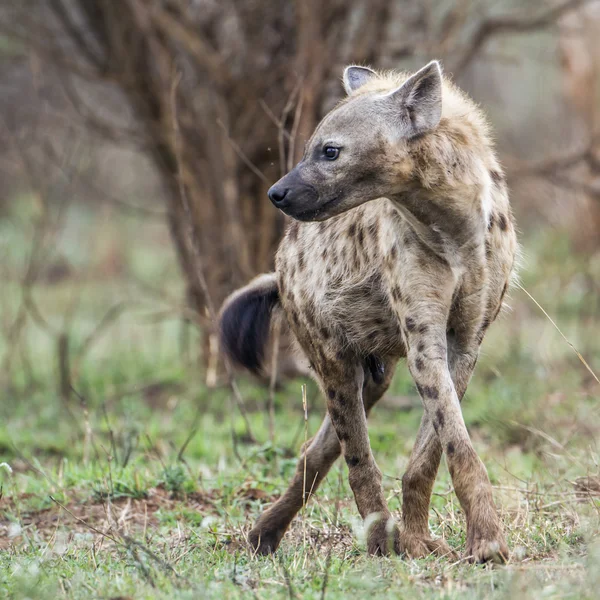 Foltos hiéna Kruger Nemzeti park, Dél-afrikai Köztársaság — Stock Fotó