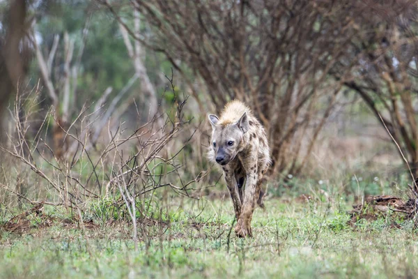 Spotted hyaena στο εθνικό πάρκο Κρούγκερ, Νότια Αφρική — Φωτογραφία Αρχείου