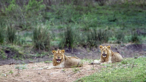 Löwe im Kruger Nationalpark, Südafrika — Stockfoto