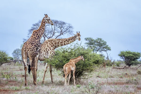 Jirafa en el Parque Nacional Kruger, Sudáfrica — Foto de Stock