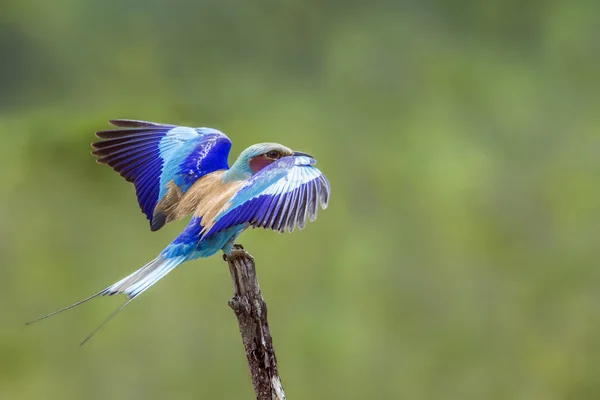 Rolo de peito lilás no Parque Nacional Kruger, África do Sul — Fotografia de Stock